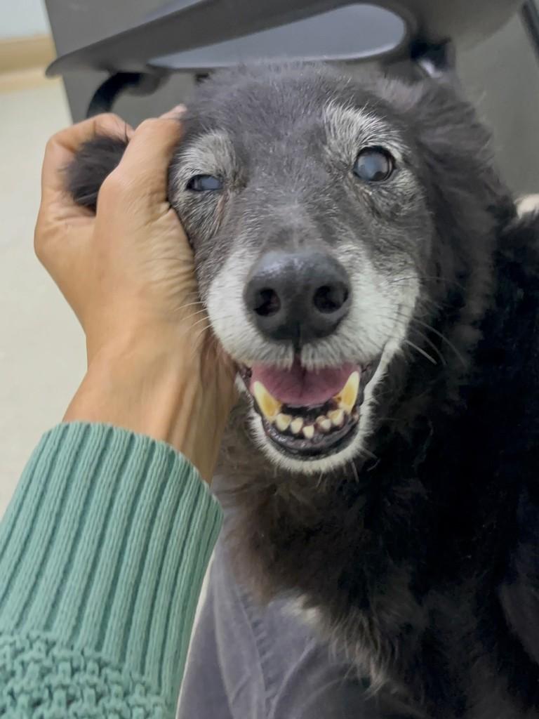 Heitor, cachorro de porte pequeno para adoção em São Paulo - SP