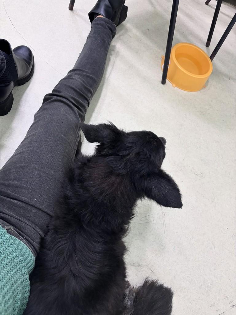 Heitor, cachorro de porte pequeno para adoção em São Paulo - SP — foto 5 de 8