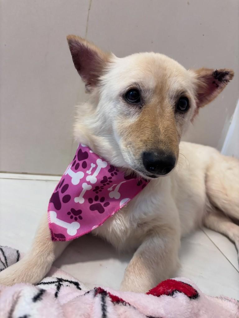 Lua, cadela de porte pequeno para adoção em São Paulo - SP