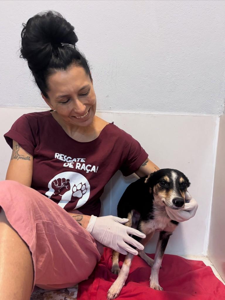 Miguel, cachorro de porte pequeno para adoção em São Paulo - SP