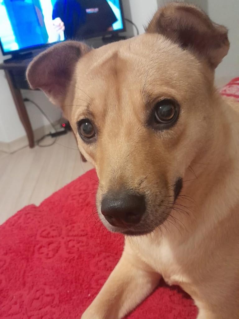 Pétala, cadela de porte pequeno para adoção em São Paulo - SP