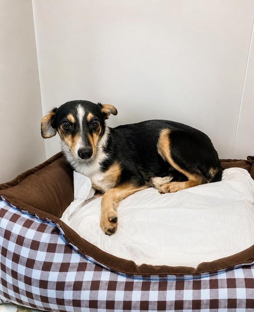 Miguelzinho, cachorro de porte pequeno para adoção em São Paulo - SP