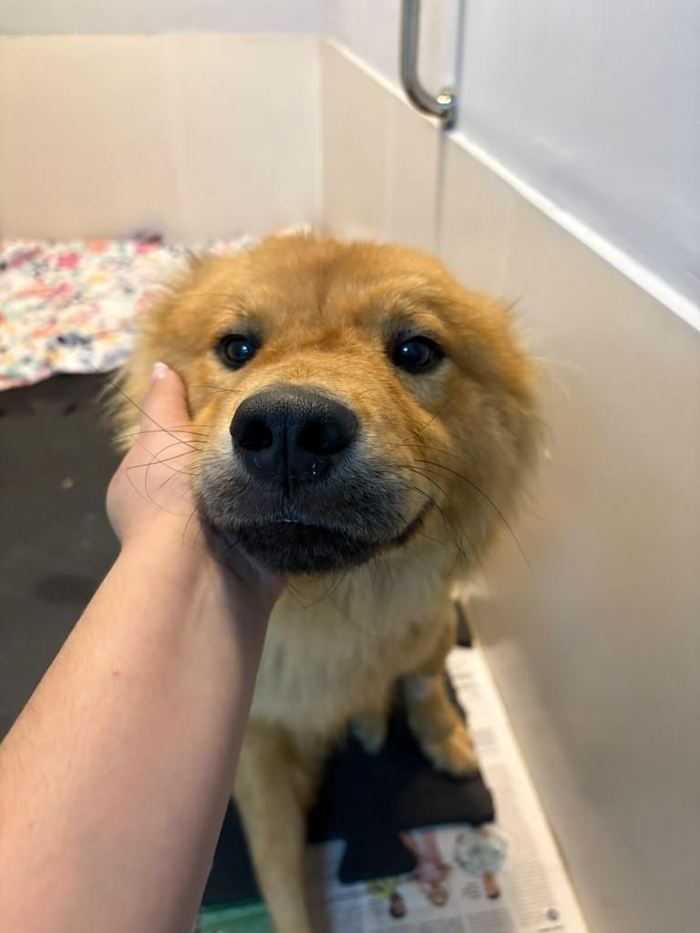 John, cachorro de porte pequeno para adoção em São Paulo - SP