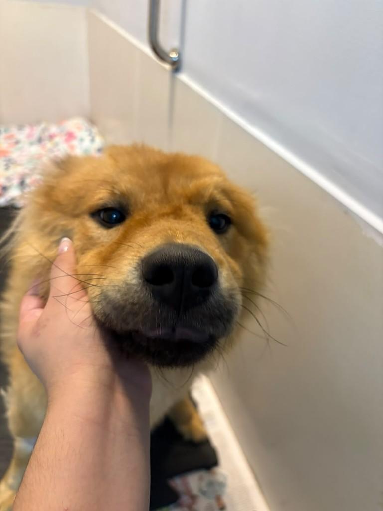 John, cachorro de porte pequeno para adoção em São Paulo - SP — foto 2 de 5