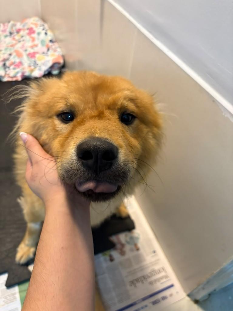 John, cachorro de porte pequeno para adoção em São Paulo - SP — foto 3 de 5