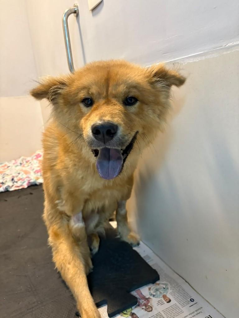John, cachorro de porte pequeno para adoção em São Paulo - SP — foto 4 de 5