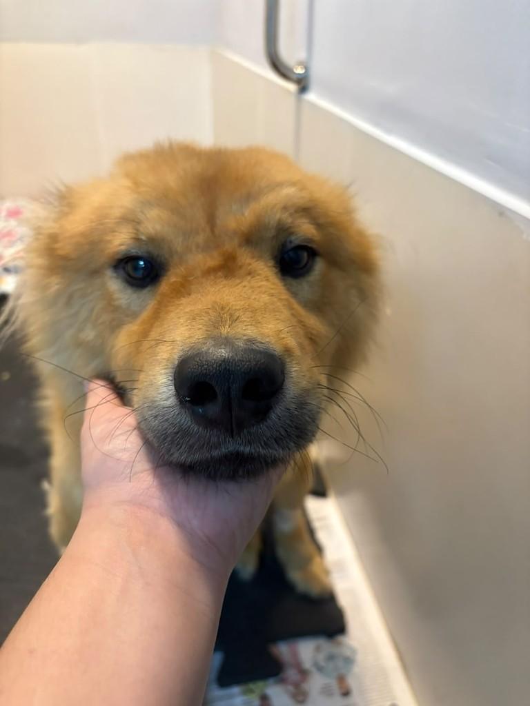 John, cachorro de porte pequeno para adoção em São Paulo - SP — foto 5 de 5