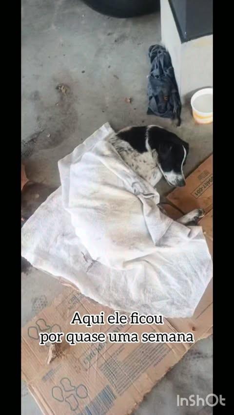 Guto, cachorro de porte médio para adoção em São Paulo - SP