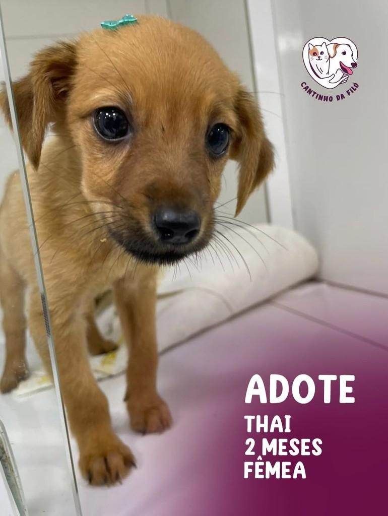 Thai, cachorro de porte pequeno para adoção em Recife - PE