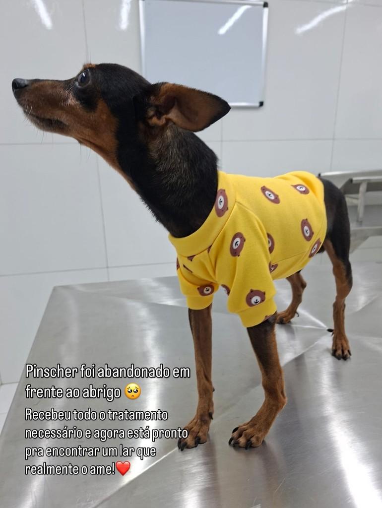 Pequeno Guerreiro, cachorro de porte pequeno para adoção em Recife - PE