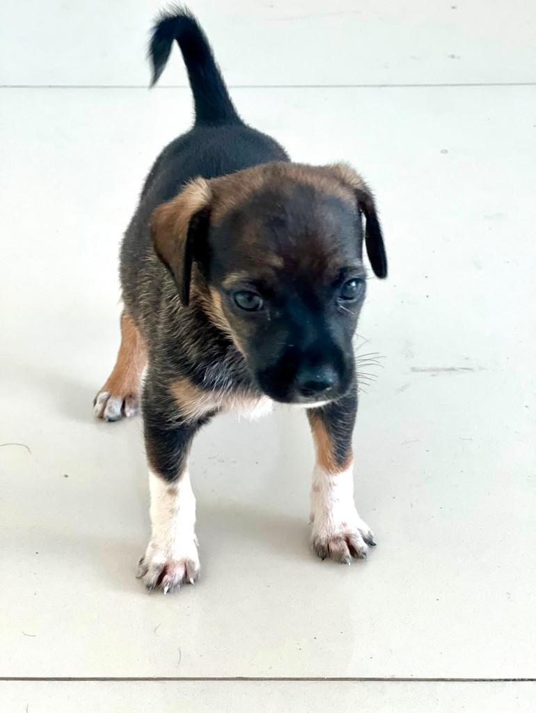 Nina, cachorro de porte pequeno para adoção em Recife - PE