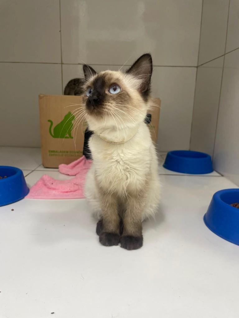 Lipe, gato de porte pequeno para adoção em Recife - PE
