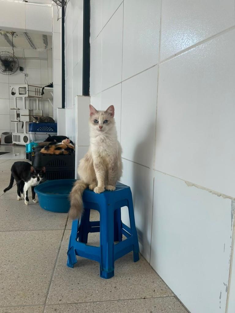 Bela, gata de porte pequeno para adoção em Recife - PE