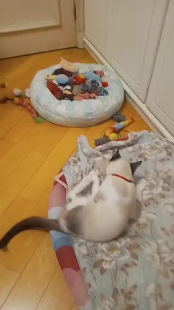 Vênus, gata de porte pequeno para adoção em São Paulo - SP