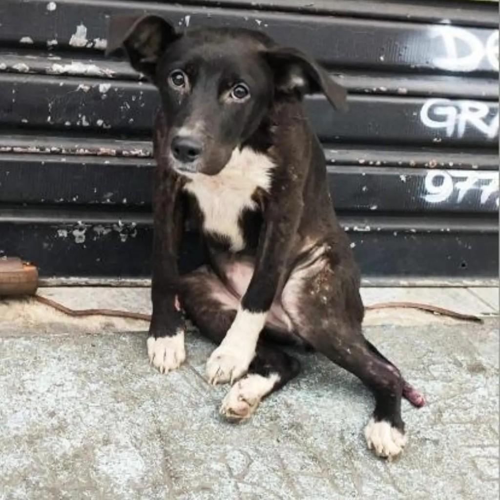 Maya, cachorro de porte pequeno para adoção em São Paulo - SP