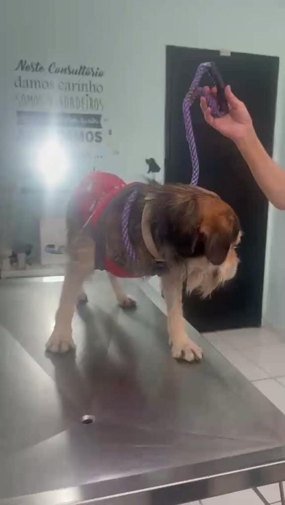 Benji, cachorro de porte médio para adoção em São Paulo - SP
