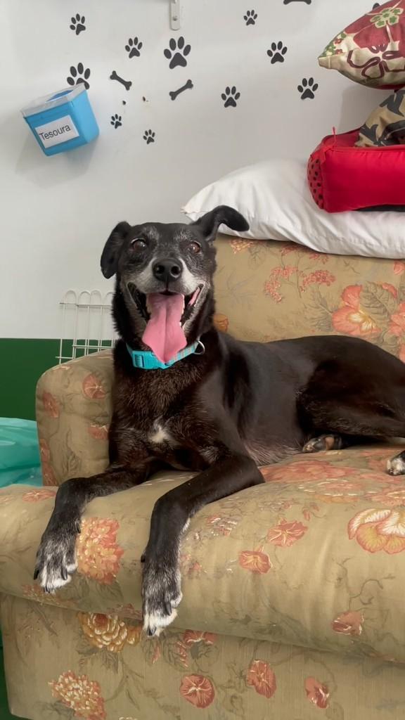 Francisco, cachorro de porte pequeno para adoção em São Paulo - SP