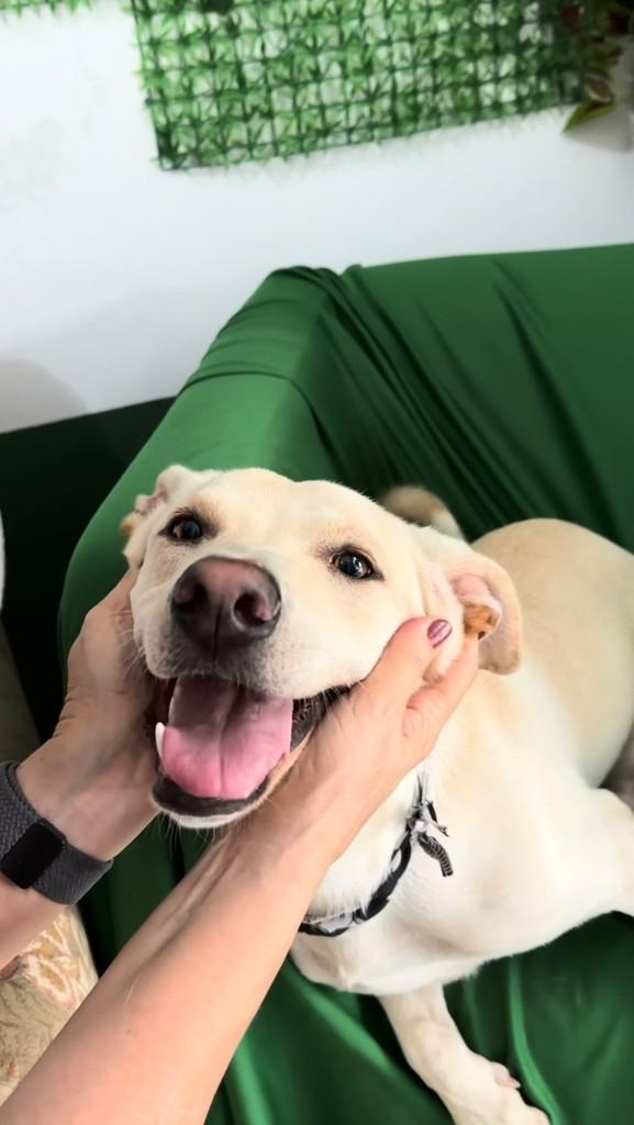 Danny, cachorro de porte pequeno para adoção em São Paulo - SP
