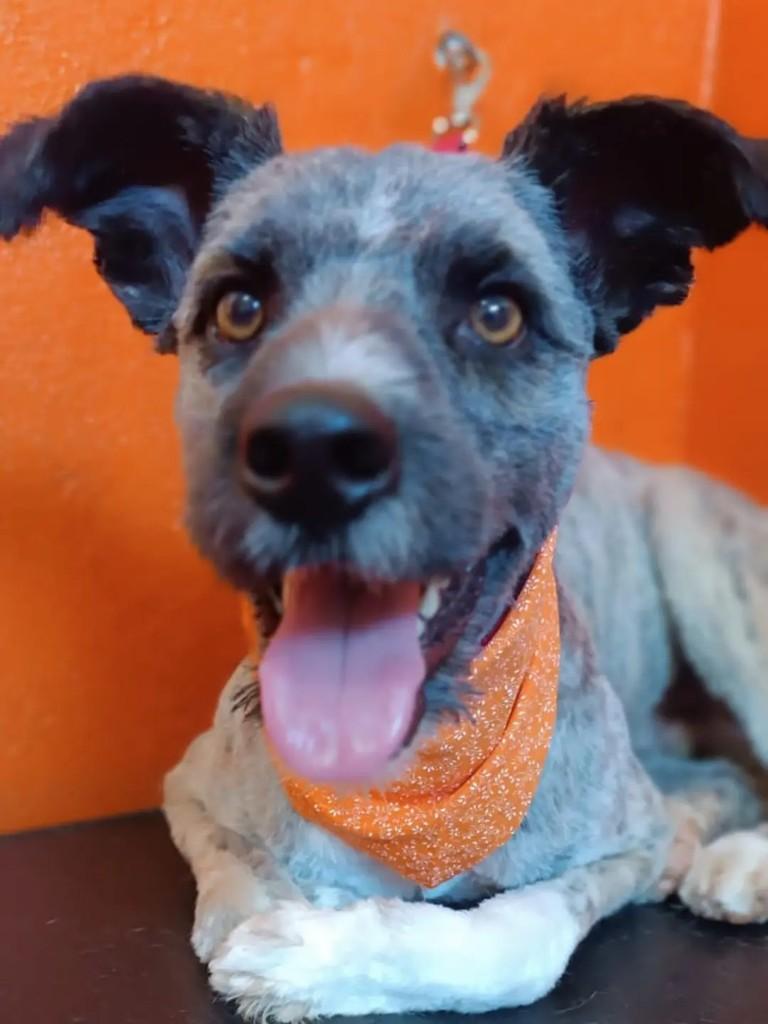 Bon Jovi, cachorro de porte médio para adoção em Vespasiano - MG