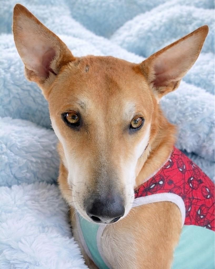 Rappa, cachorro de porte médio para adoção em Porto Alegre - RS