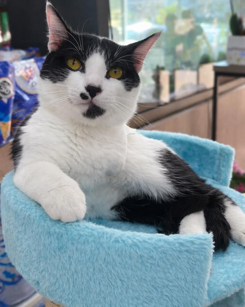 Oreo, gato de porte pequeno para adoção em Porto Alegre - RS
