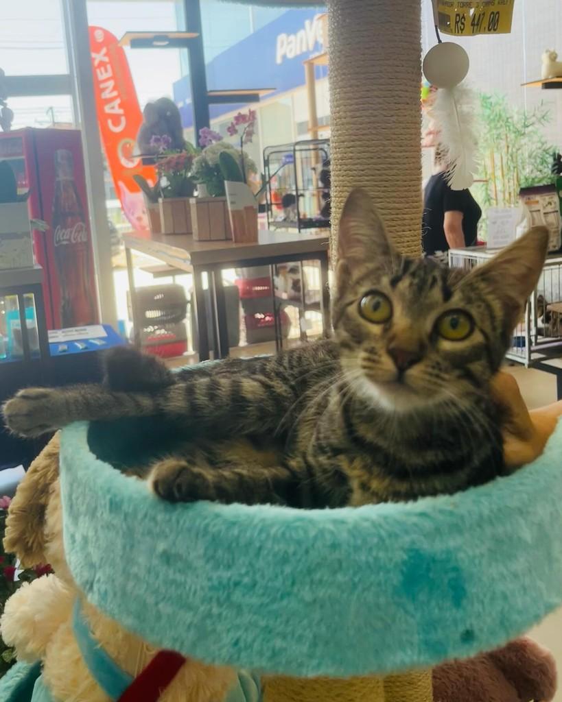 Jade, gata de porte pequeno para adoção em Porto Alegre - RS