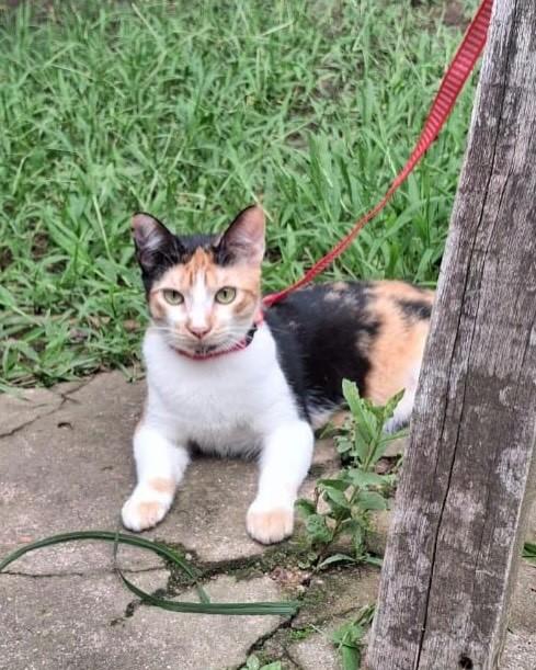 Babi, gata para adoção em Porto Alegre - RS