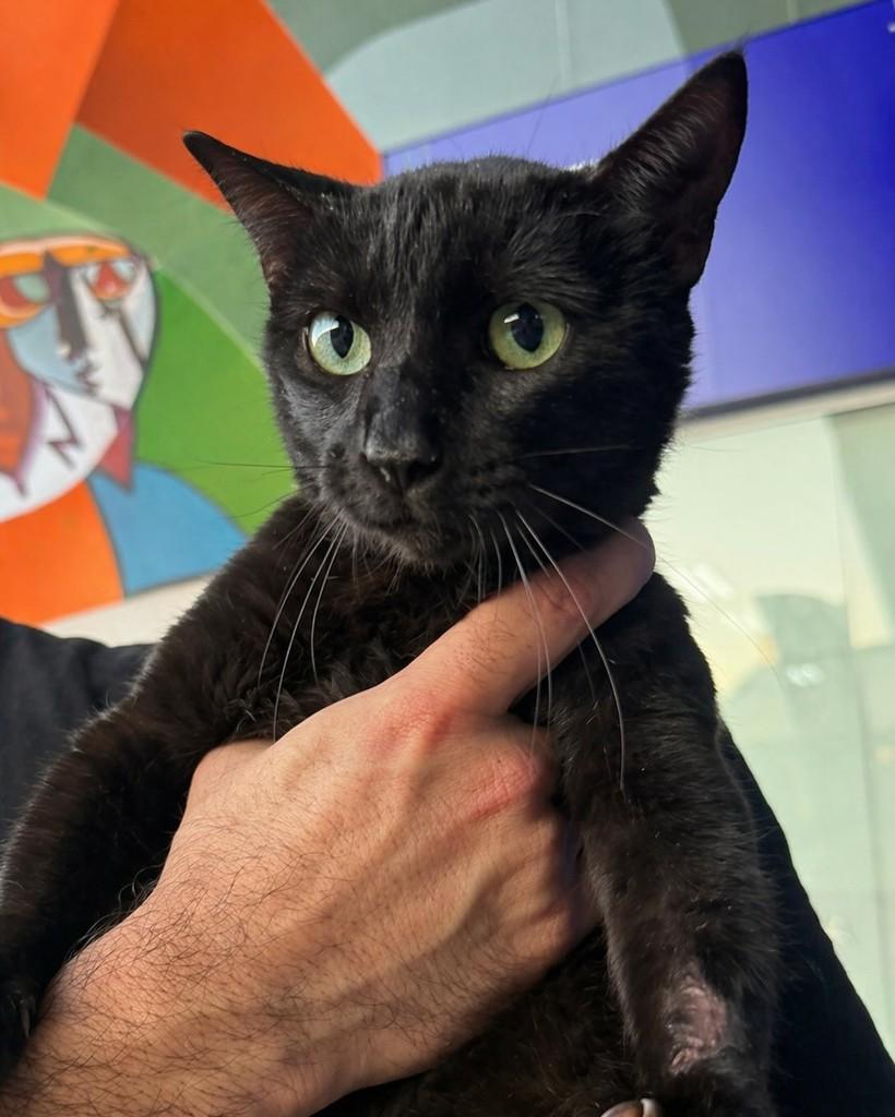 Preta, gato para adoção em Porto Alegre - RS