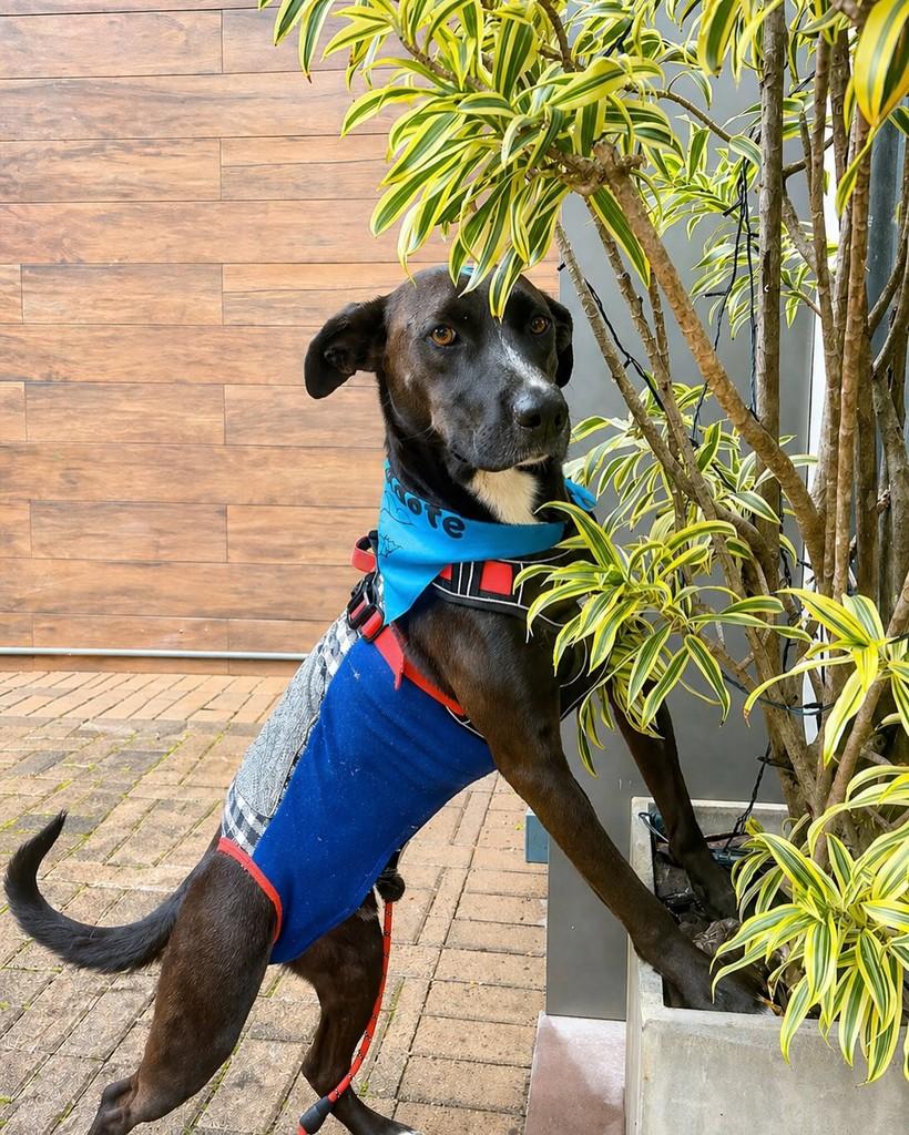 Cacau, cachorro de porte grande para adoção em Porto Alegre - RS