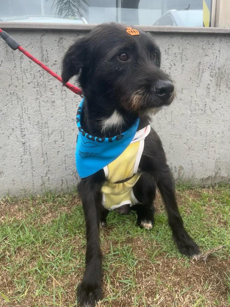 Bigode, cachorro de porte médio para adoção em Porto Alegre - RS