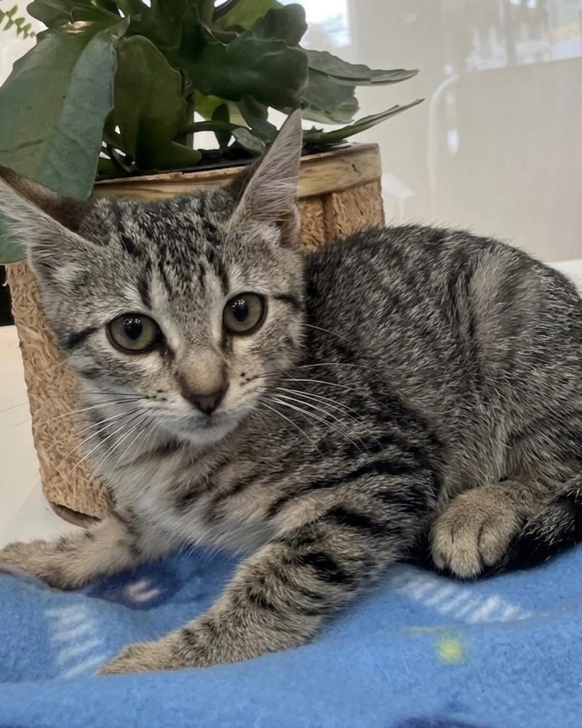 Bella, gata de porte pequeno para adoção em Porto Alegre - RS