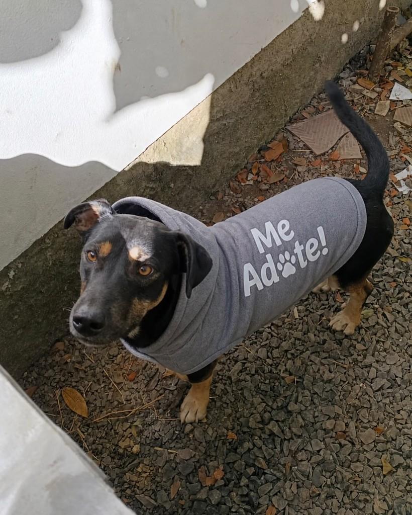 Scott, cachorro de porte médio para adoção em Porto Alegre - RS