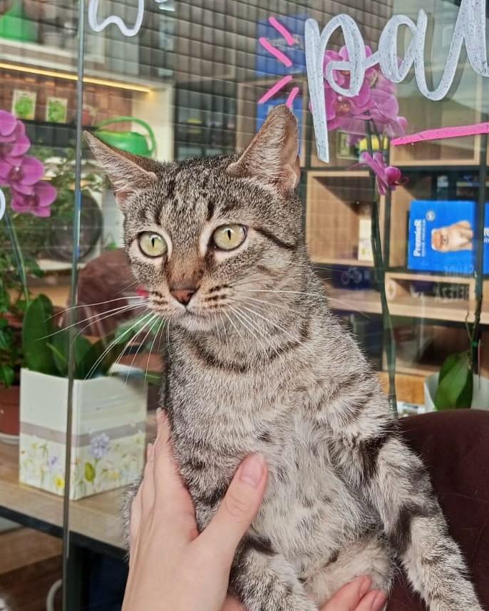Margarida, gata de porte médio para adoção em Porto Alegre - RS