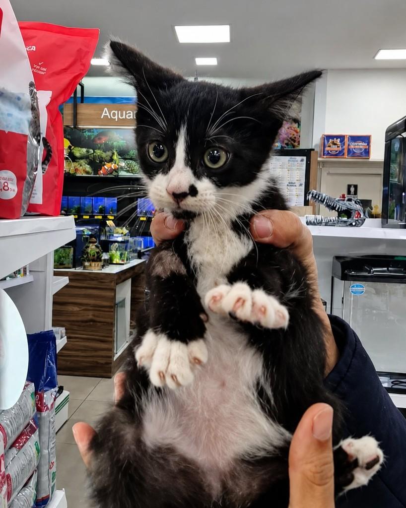 Pietra, gata de porte pequeno para adoção em Porto Alegre - RS