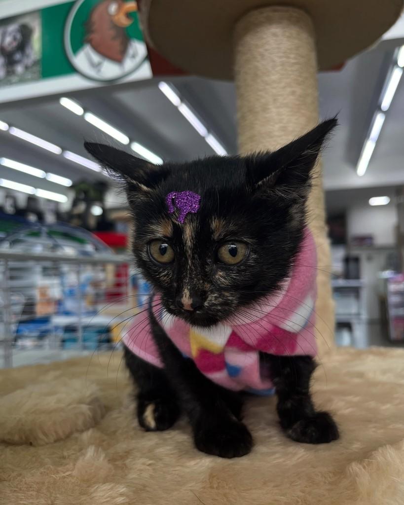 Iza, gata de porte pequeno para adoção em Porto Alegre - RS