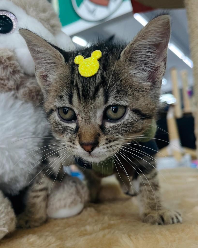 Ben-Hur, gato de porte pequeno para adoção em Porto Alegre - RS