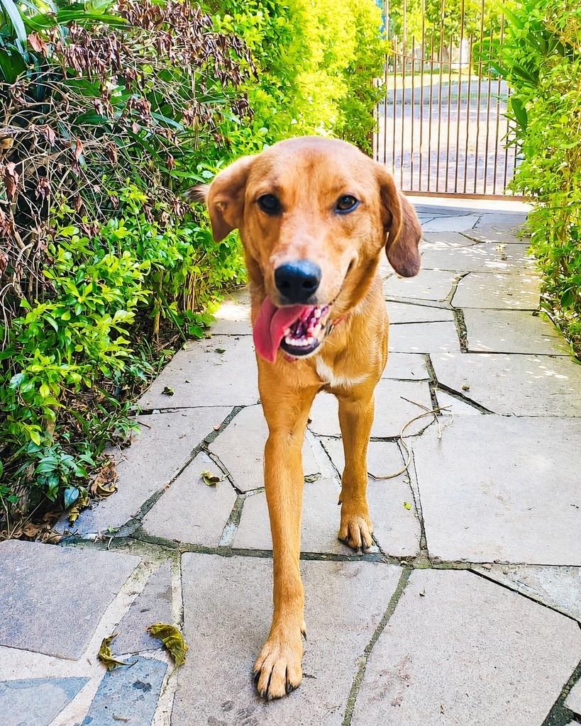 Amora, cachorro de porte médio para adoção em Porto Alegre - RS