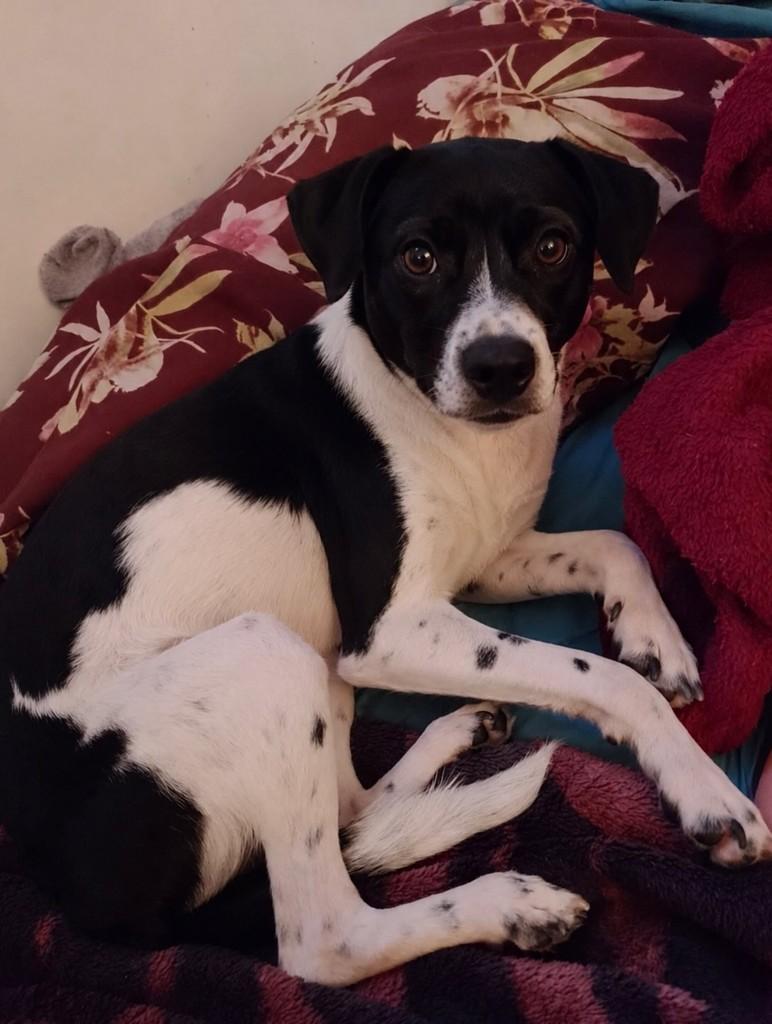 Afonso, cachorro de porte médio para adoção em Porto Alegre - RS