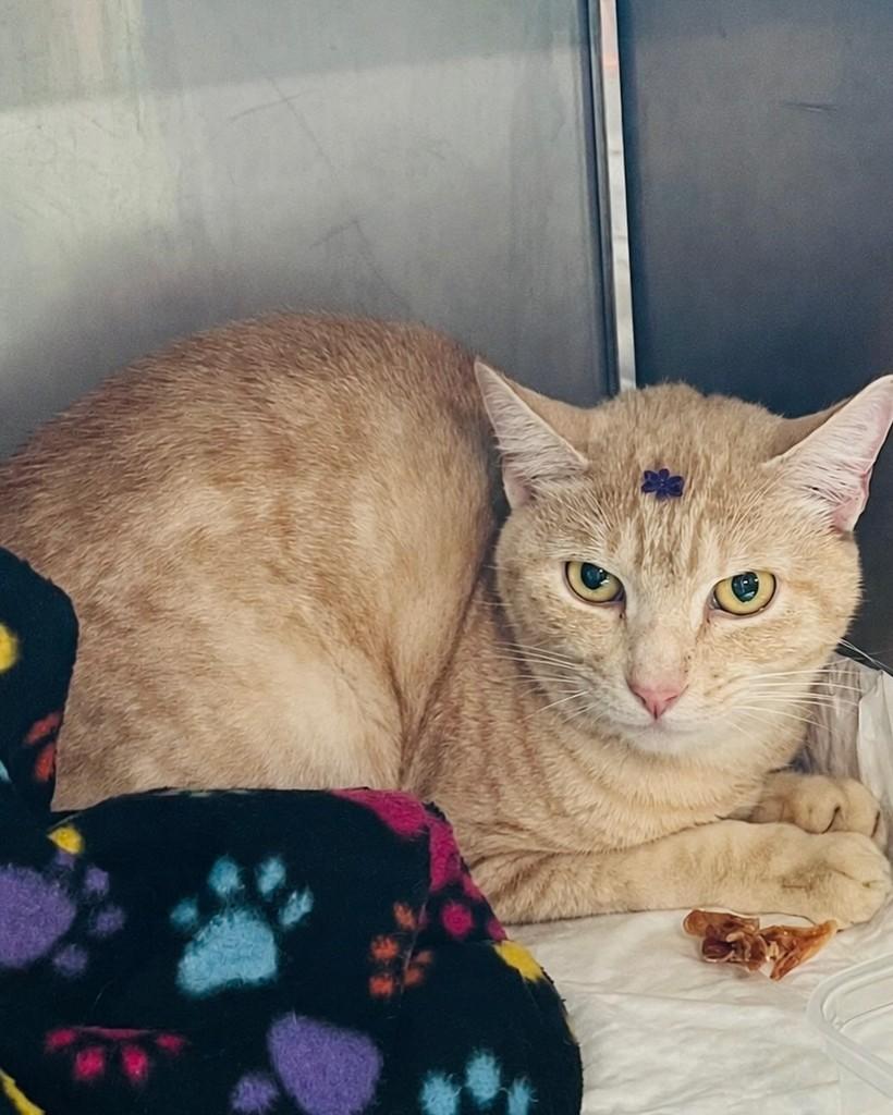Polaka, gata de porte pequeno para adoção em Porto Alegre - RS