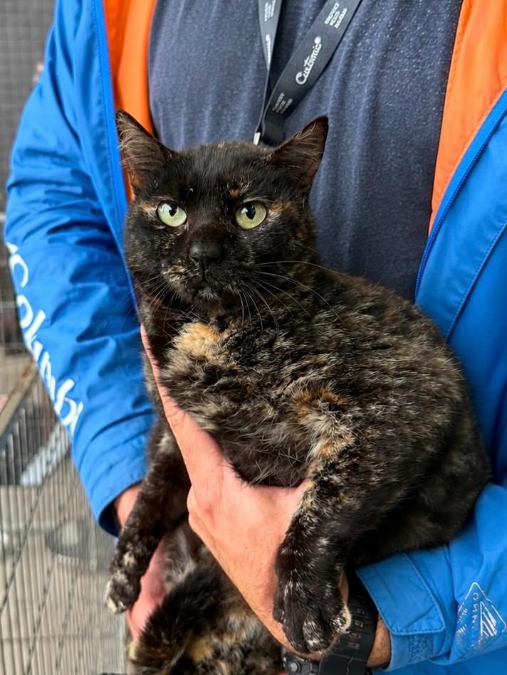 Tigresa, gata de porte grande para adoção em Porto Alegre - RS