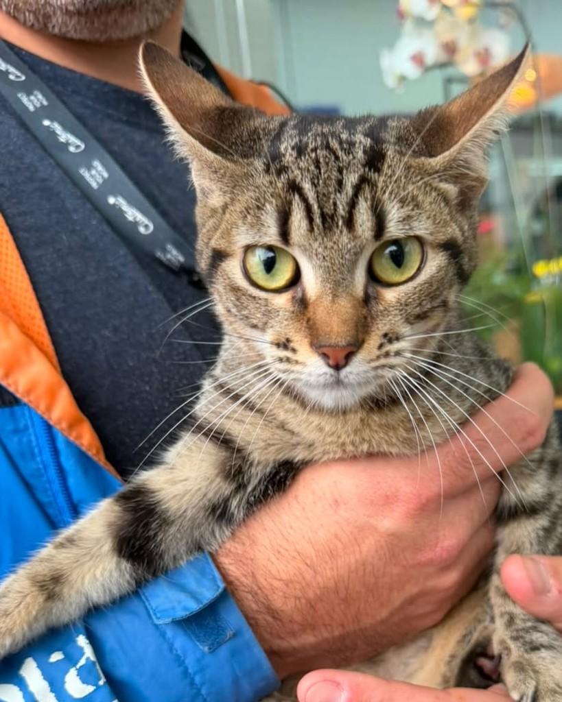 Frida, gata de porte pequeno para adoção em Porto Alegre - RS