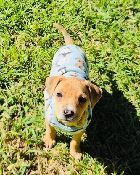 Sol, cachorro de porte pequeno para adoção em Porto Alegre - RS