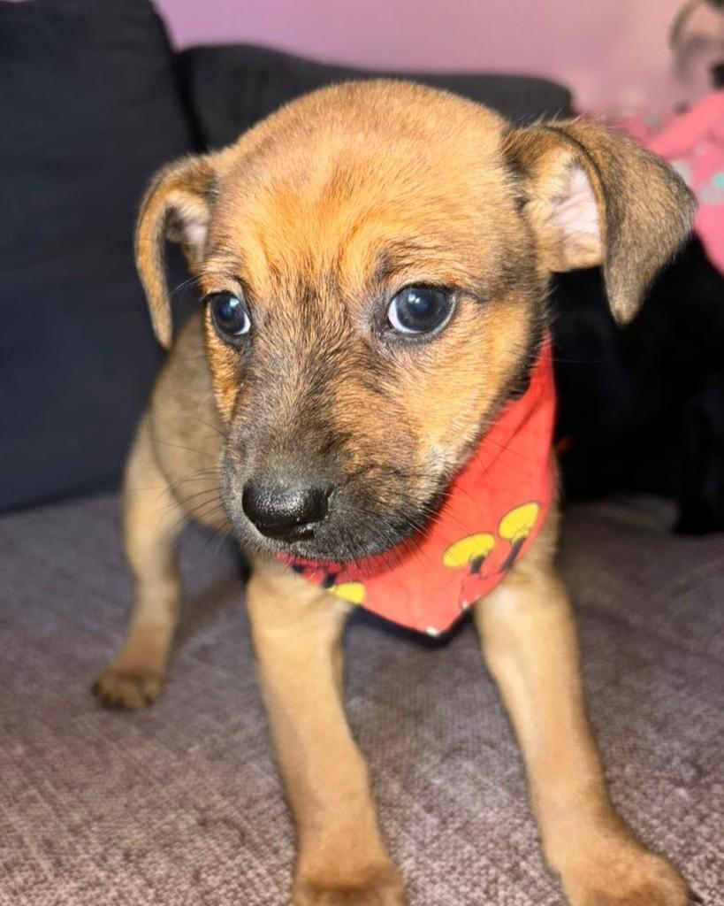Guga, cachorro de porte pequeno para adoção em Porto Alegre - RS