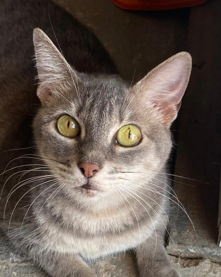 Amélie, gato para adoção em Porto Alegre - RS