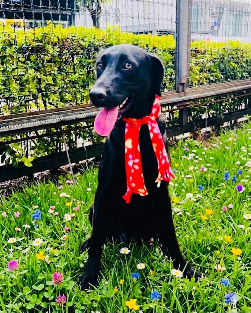 Tony, cachorro de porte grande para adoção em Porto Alegre - RS