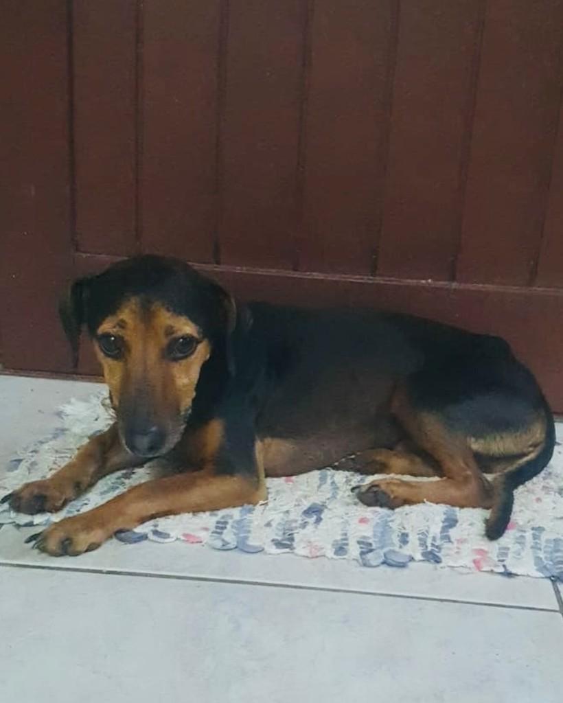 Thor, cachorro de porte pequeno para adoção em Porto Alegre - RS