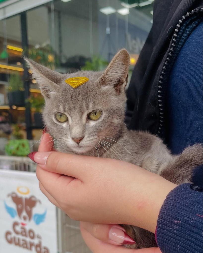 Flora, gata de porte pequeno para adoção em Porto Alegre - RS