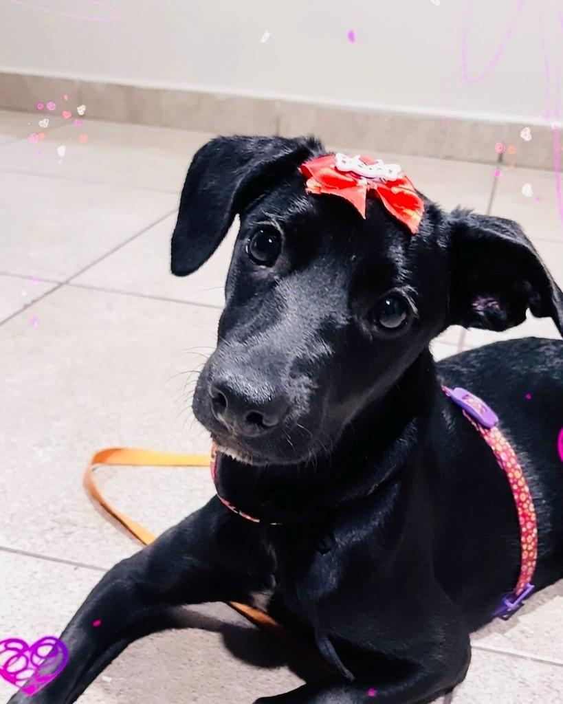Belinha, cadela de porte médio para adoção em Porto Alegre - RS