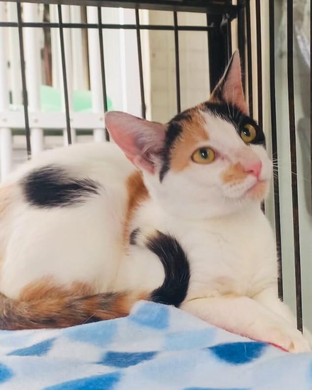 Nazaré, gato de porte pequeno para adoção em Porto Alegre - RS