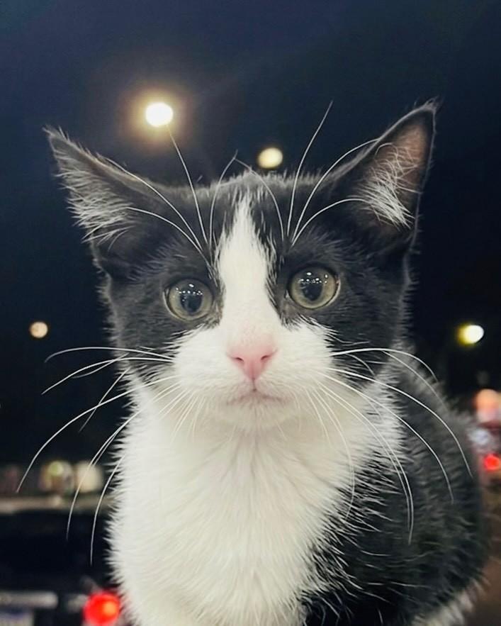 Pingo, gato de porte pequeno para adoção em Porto Alegre - RS